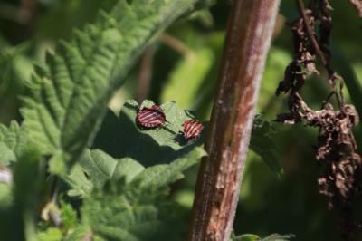 <i>Graphosoma italicum</i>