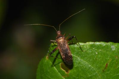 <i>Phytocoris</i>
