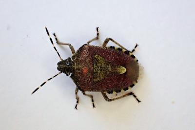 <i>Dolycoris baccarum</i>