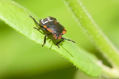 <i>Nezara viridula</i>