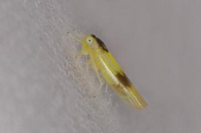 <i>Alebra</i>