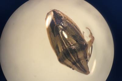 <i>Aelia acuminata</i>