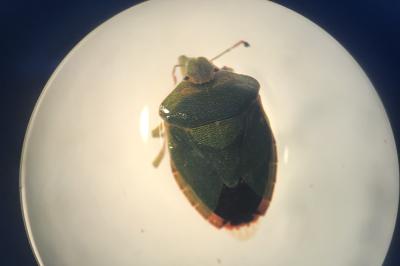<i>Palomena prasina</i>