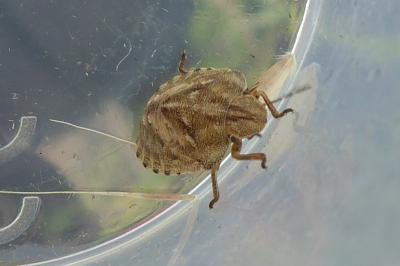<i>Eurygaster</i>