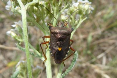 <i>Pentatoma rufipes</i>