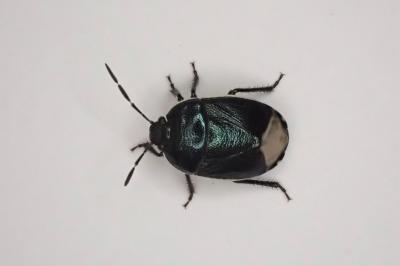 <i>Canthophorus</i>