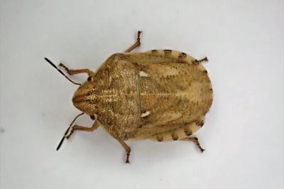 <i>Eurygaster maura</i>