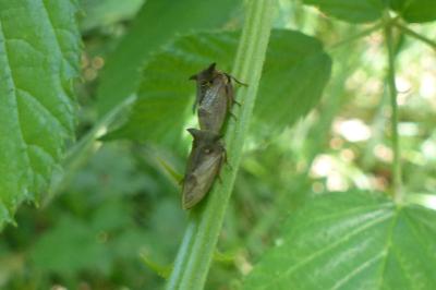 <i>Centrotus cornutus</i>