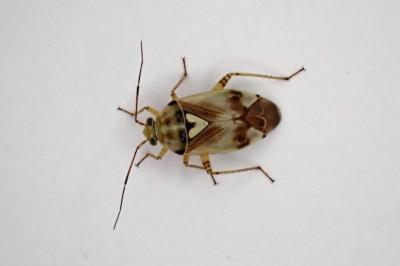 <i>Lygus pratensis</i>