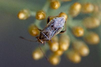 <i>Stictopleurus punctatonervosus</i>