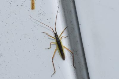 <i>Notostira</i>
