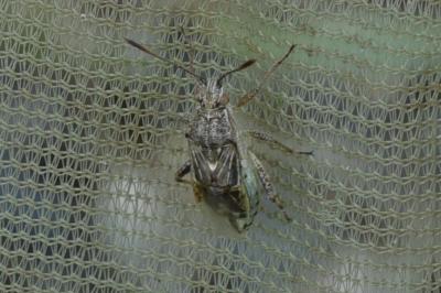 <i>Stictopleurus punctatonervosus</i>