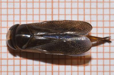 <i>Corixa punctata</i>