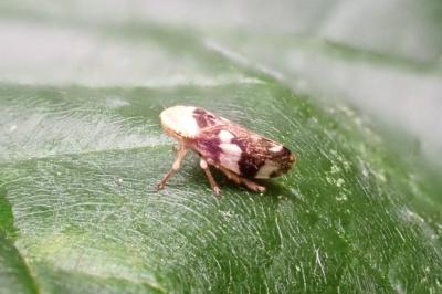 <i>Philaenus spumarius</i>