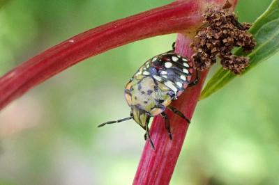 <i>Nezara viridula</i>