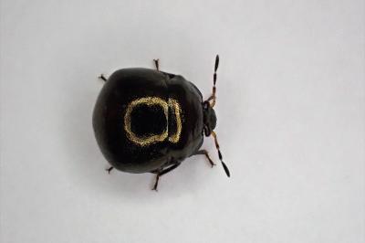<i>Coptosoma scutellatum</i>