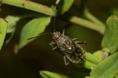 <i>Stictopleurus punctatonervosus</i>