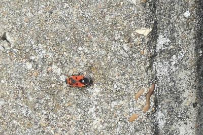 <i>Melanocoryphus albomaculatus</i>