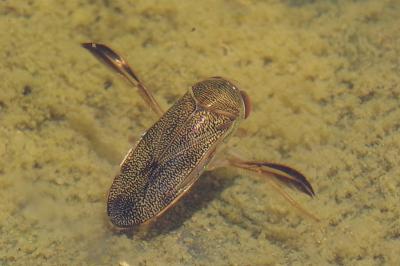 <i>Corixa</i>