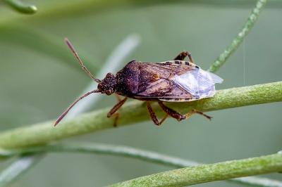 <i>Stictopleurus punctatonervosus</i>