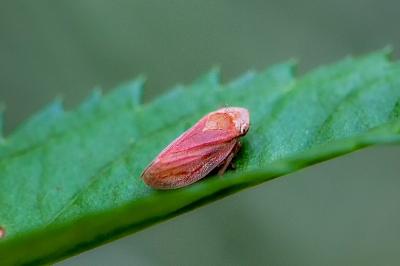 <i>Philaenus spumarius</i>