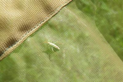 <i>Megaloceroea recticornis</i>