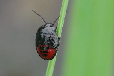 <i>Canthophorus</i>