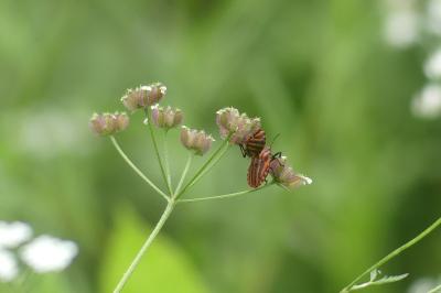 <i>Graphosoma italicum</i>