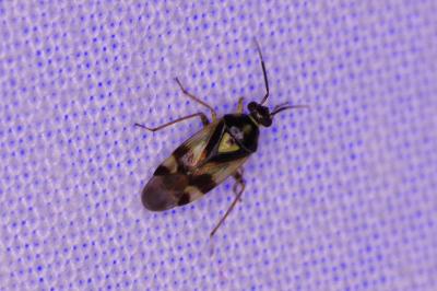 <i>Orthops</i>