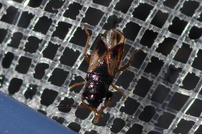 <i>Megalonotus praetextatus</i>