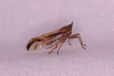 <i>Delphax</i>