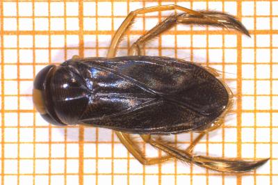 <i>Corixa punctata</i>
