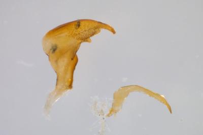 <i>Corixa punctata</i>