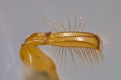 <i>Corixa punctata</i>