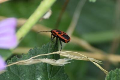 <i>Pyrrhocoris apterus</i>