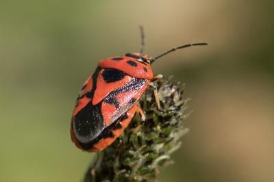 <i>Eurydema ornata</i>