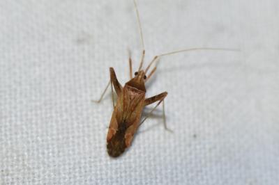 <i>Phytocoris</i>