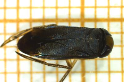 <i>Hesperocorixa sahlbergi</i>