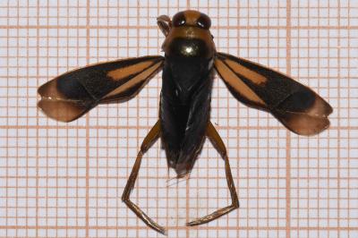 <i>Notonecta obliqua</i>