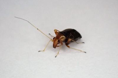 <i>Halticus luteicollis</i>
