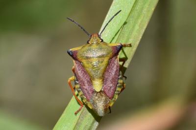 <i>Carpocoris fuscispinus</i>