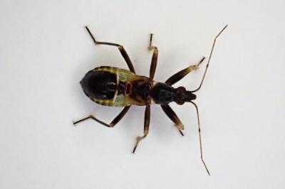 <i>Himacerus mirmicoides</i>