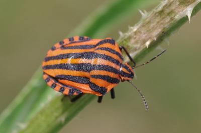 <i>Graphosoma italicum</i>