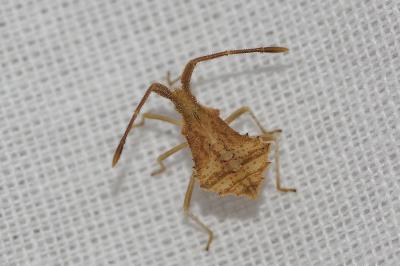 <i>Syromastus rhombeus</i>