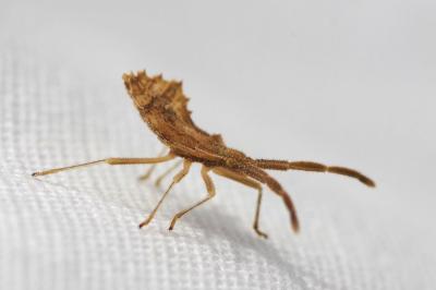 <i>Syromastus rhombeus</i>