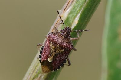 <i>Dolycoris baccarum</i>
