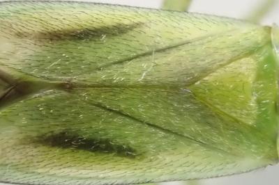 <i>Adelphocoris quadripunctatus</i>