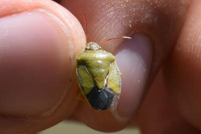 <i>Piezodorus lituratus</i>