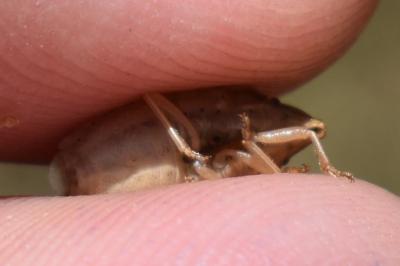 <i>Aelia rostrata</i>