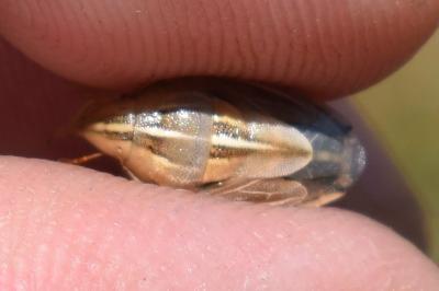 <i>Aelia rostrata</i>